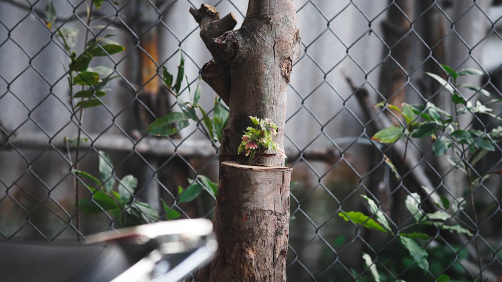 a tree that is next to a fence