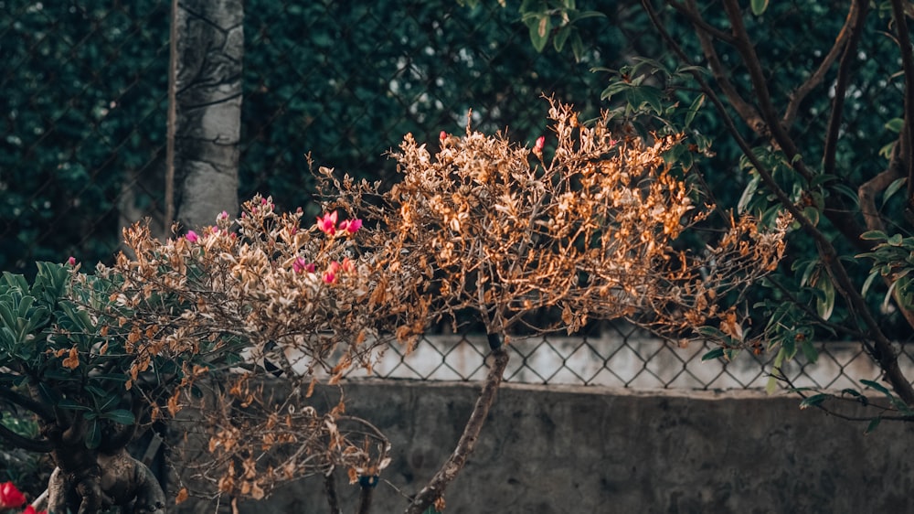 a bush with red flowers in it next to a fence