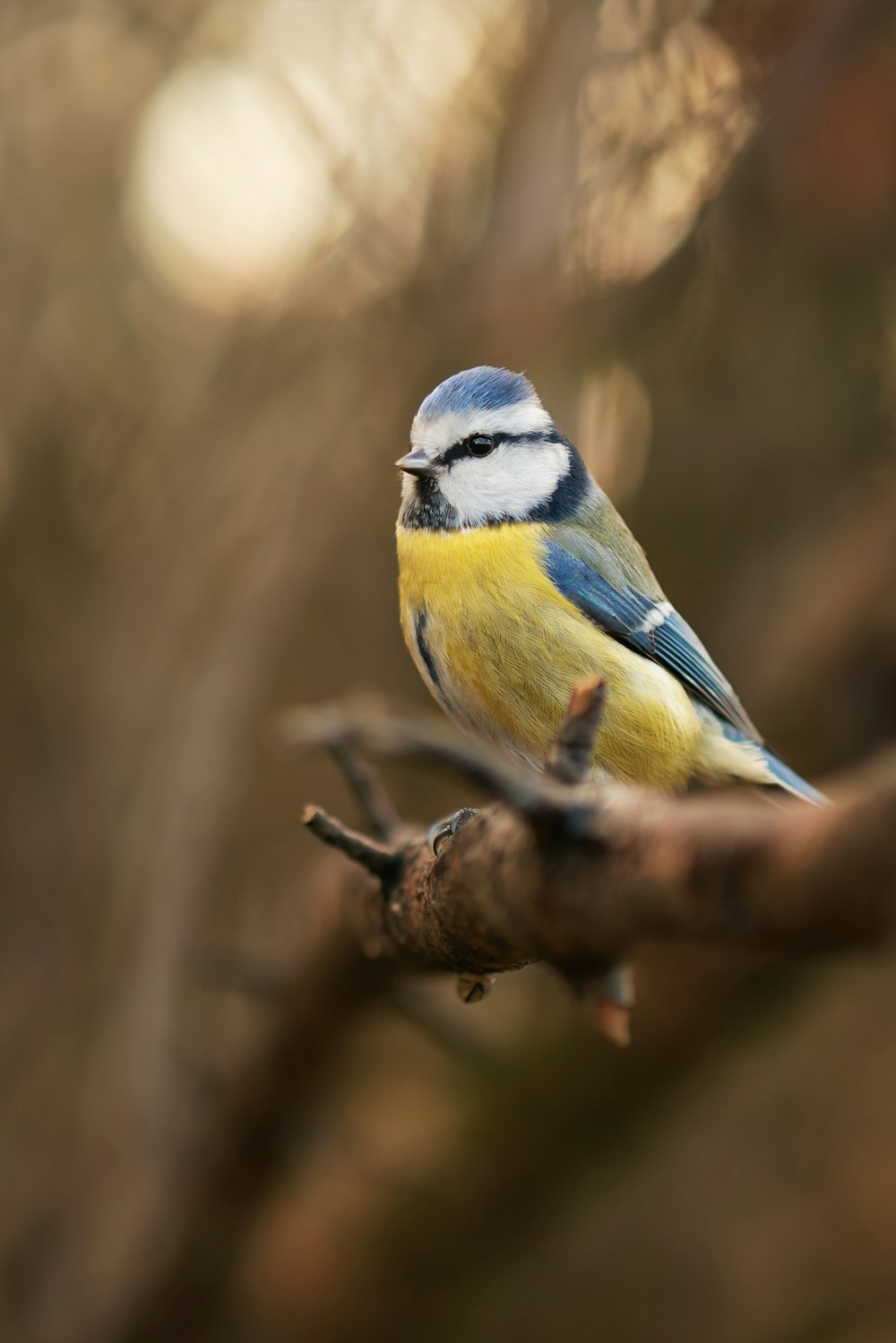 a blue and yellow bird sitting on a branch