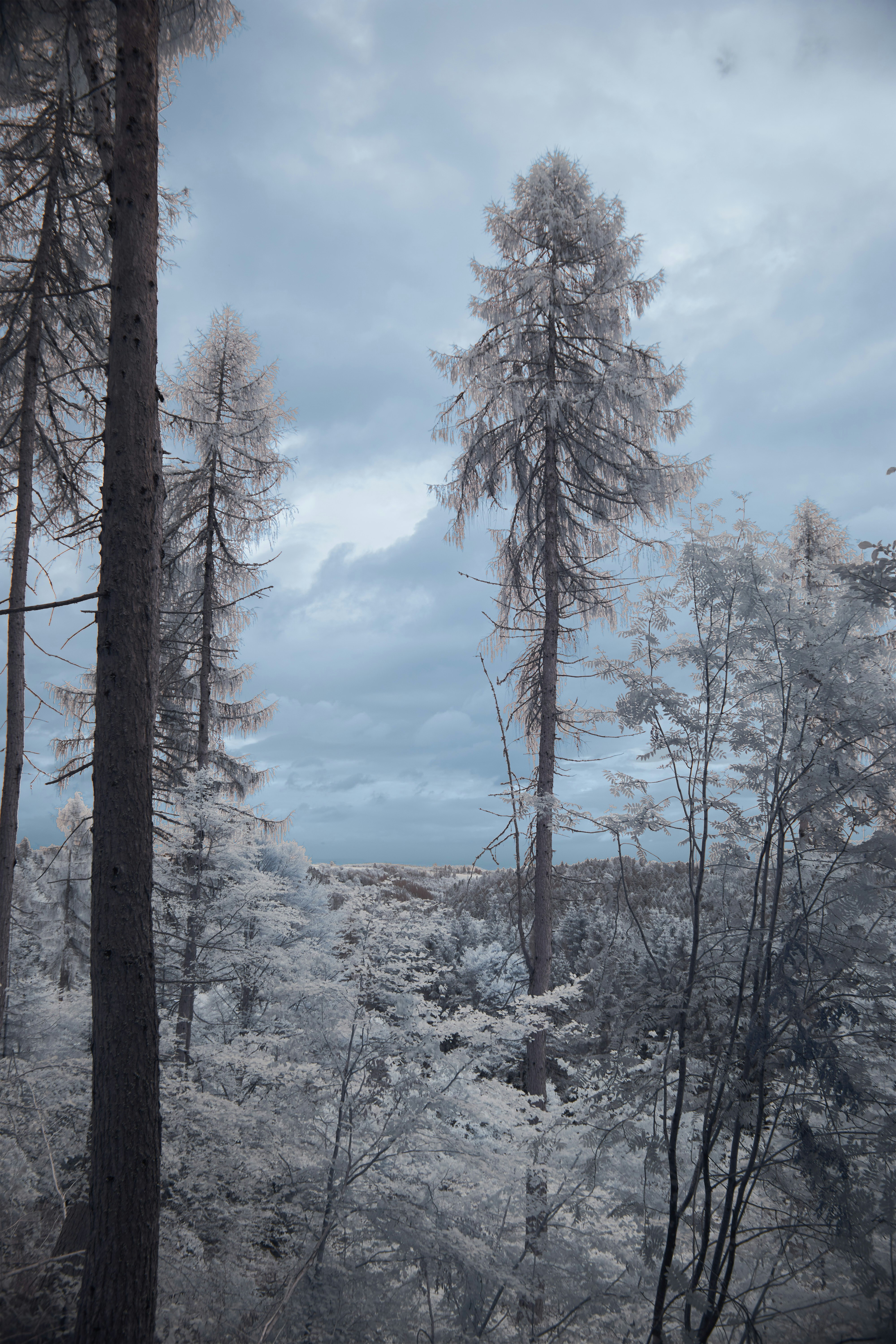 Photo by wolfgang_hasselmann