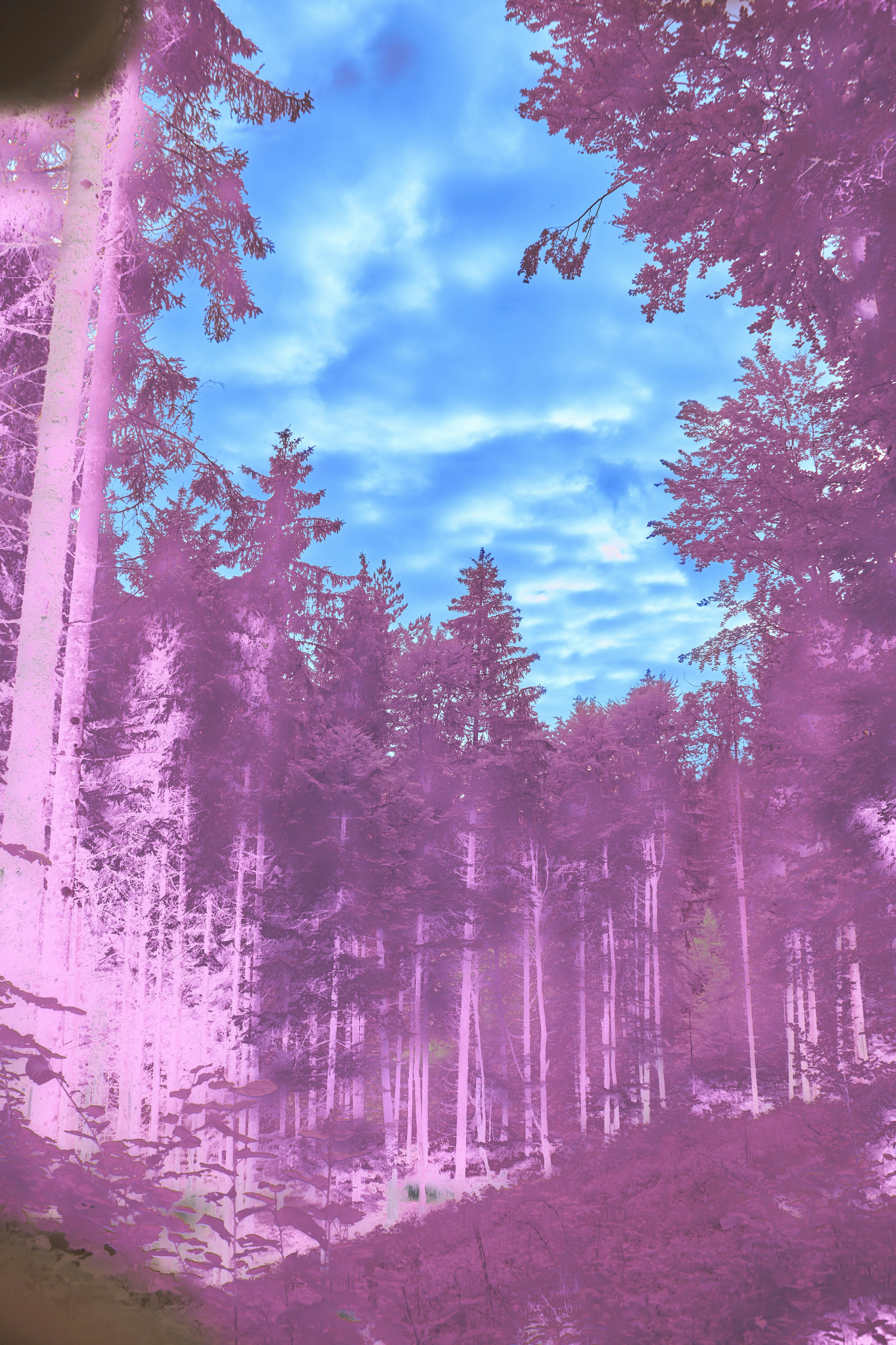 Photo by wolfgang_hasselmann