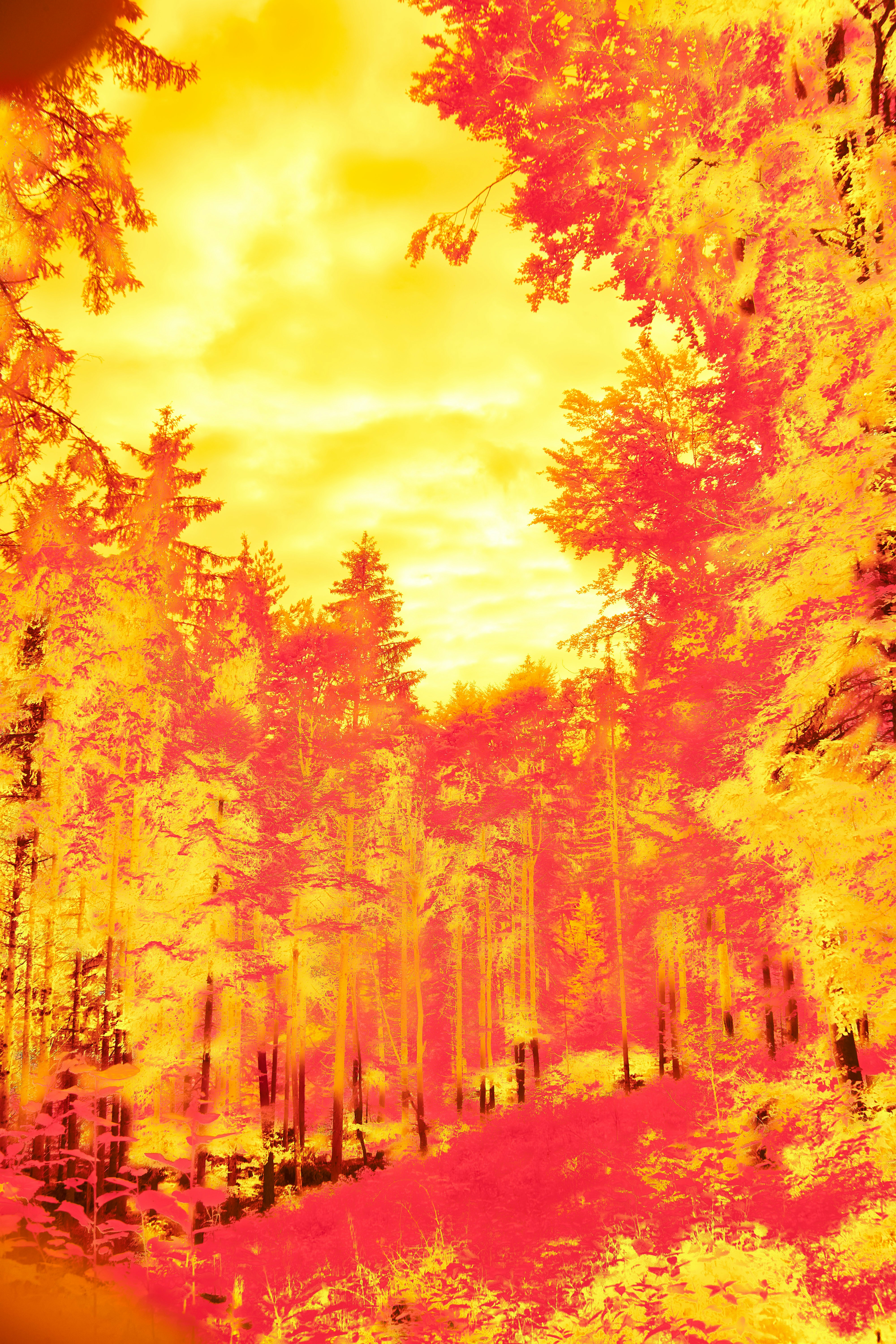 Photo by wolfgang_hasselmann