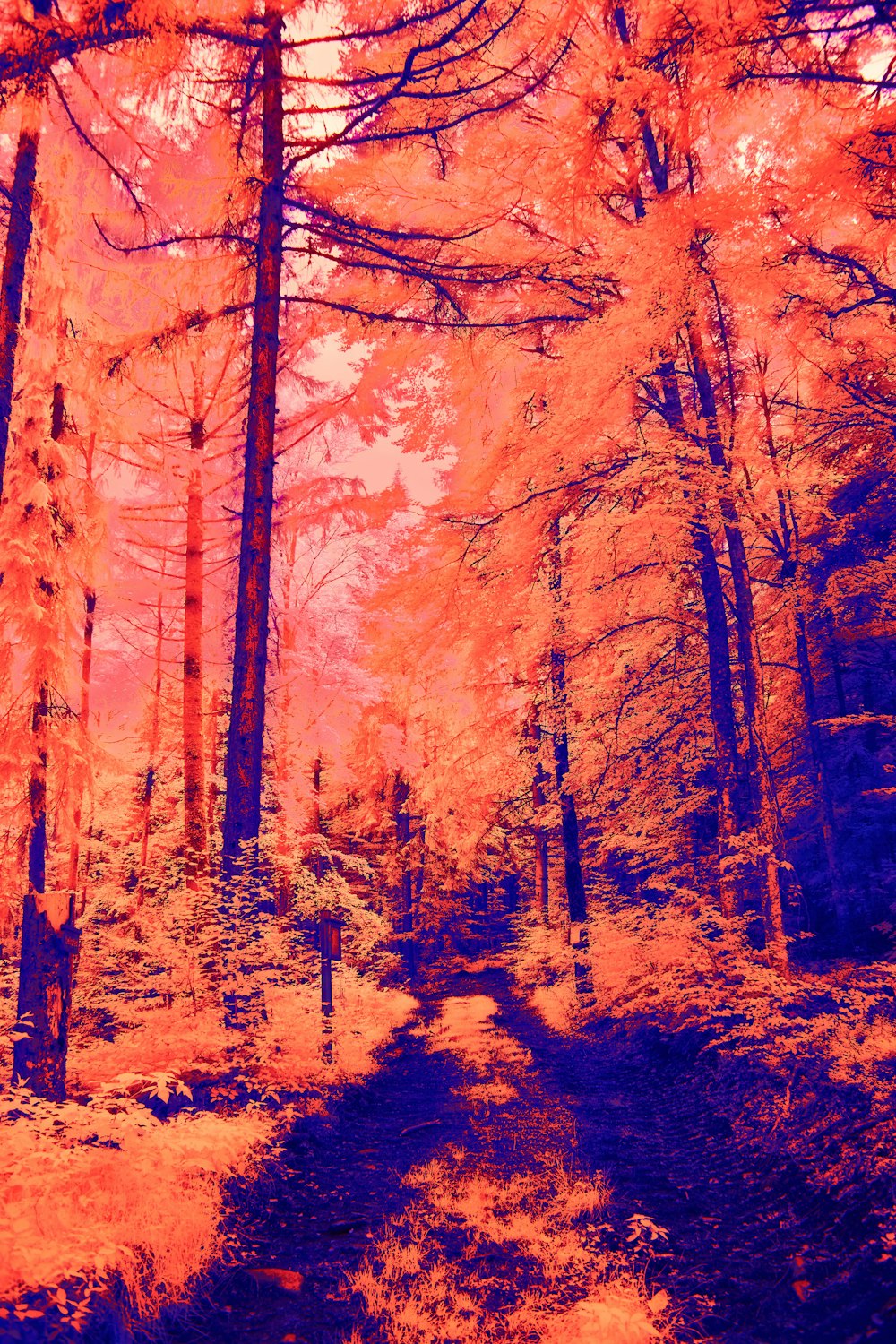 an infrared image of a path in the woods