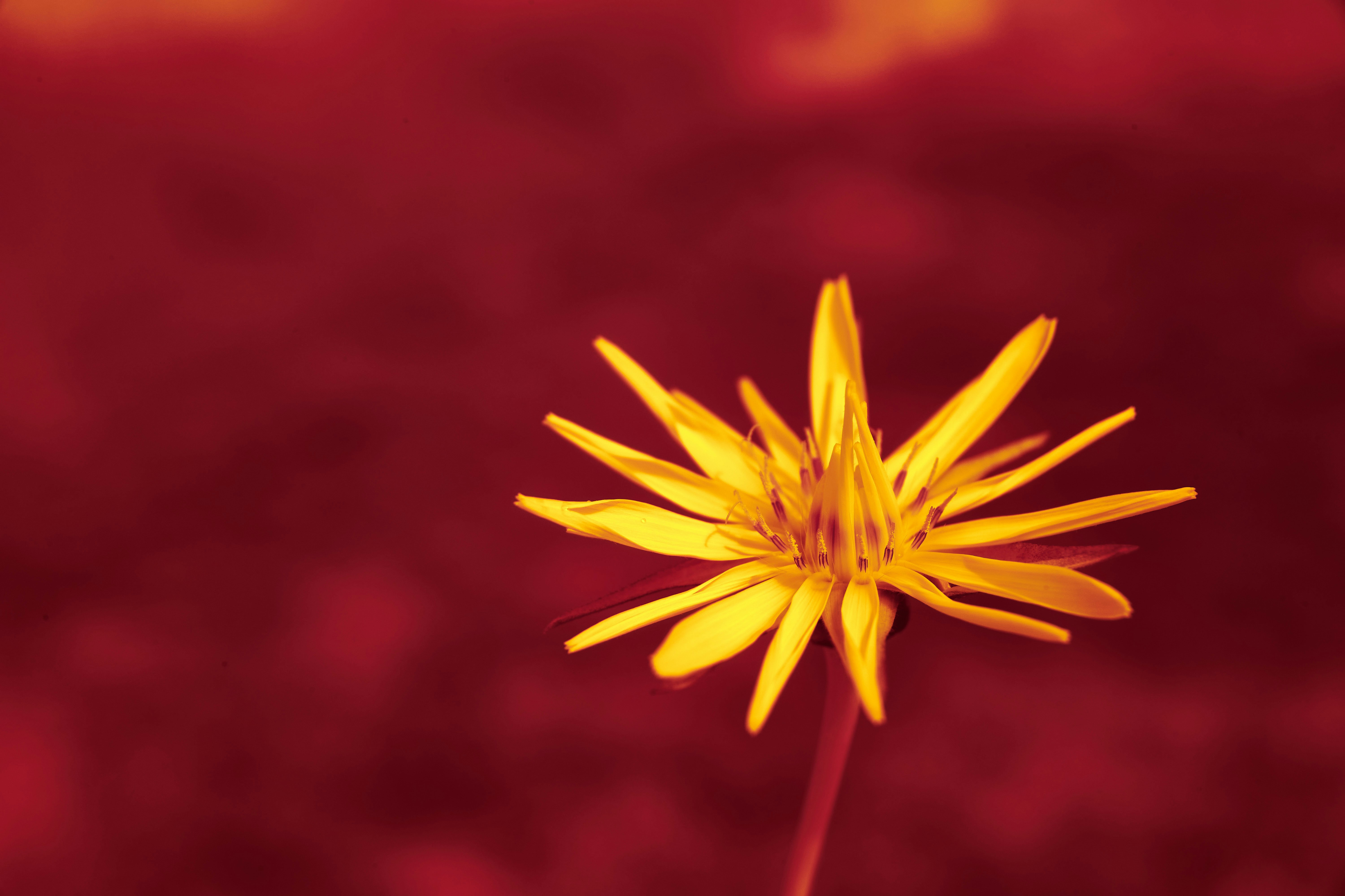 Photo by wolfgang_hasselmann