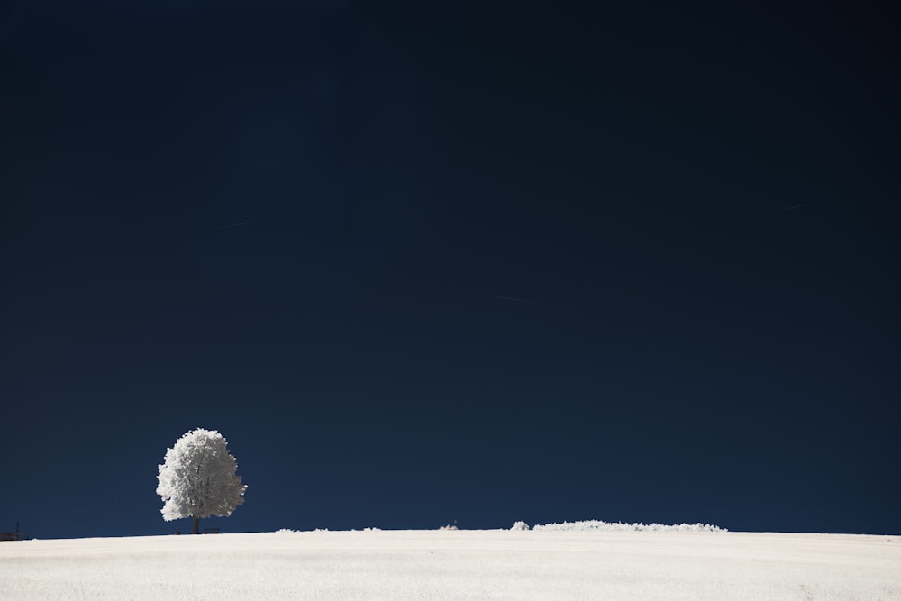 a lone tree on a snowy hill under a blue sky