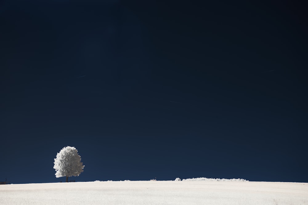 푸른 하늘 아래 눈 덮인 언덕에 외로운 나무