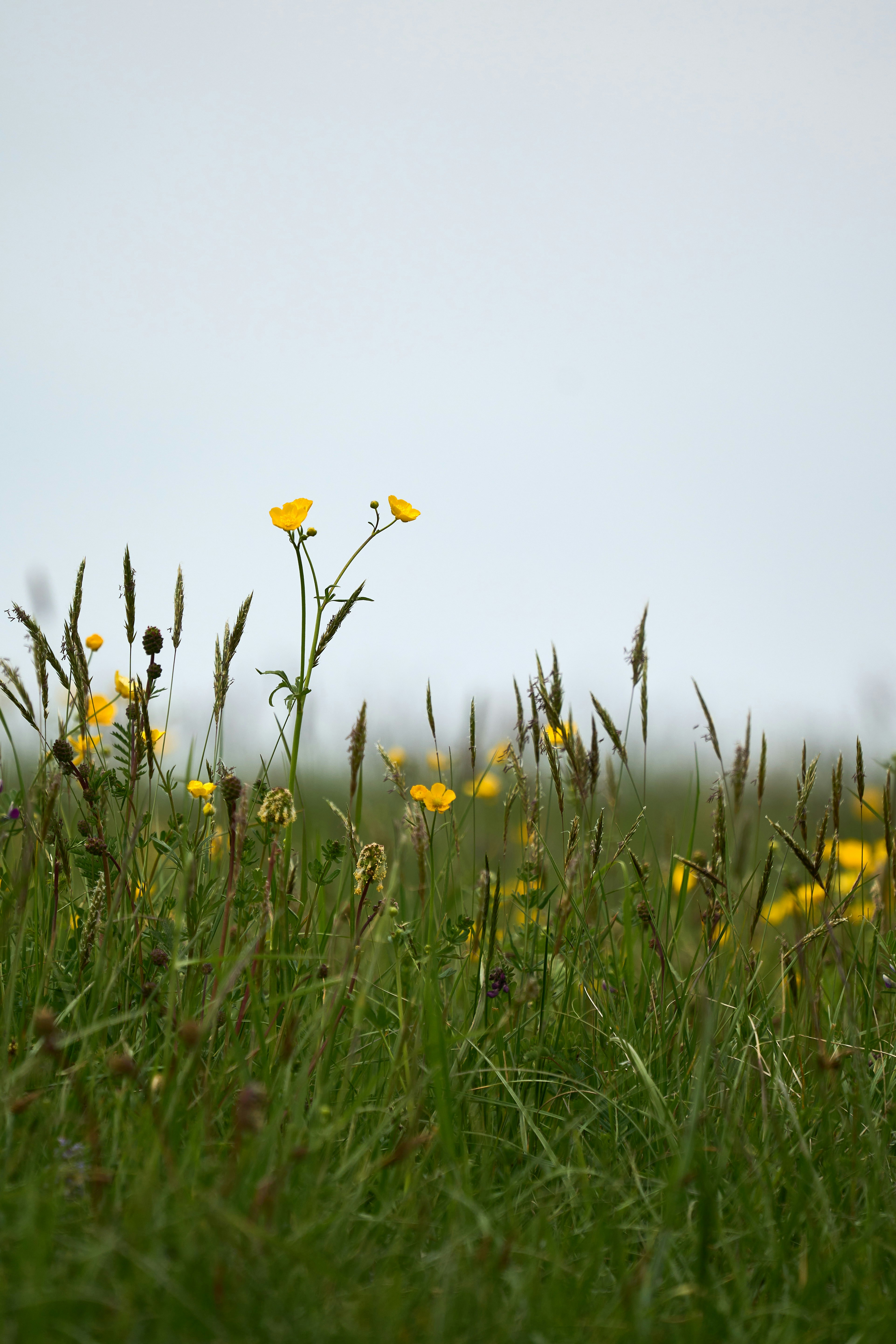 Photo by wolfgang_hasselmann