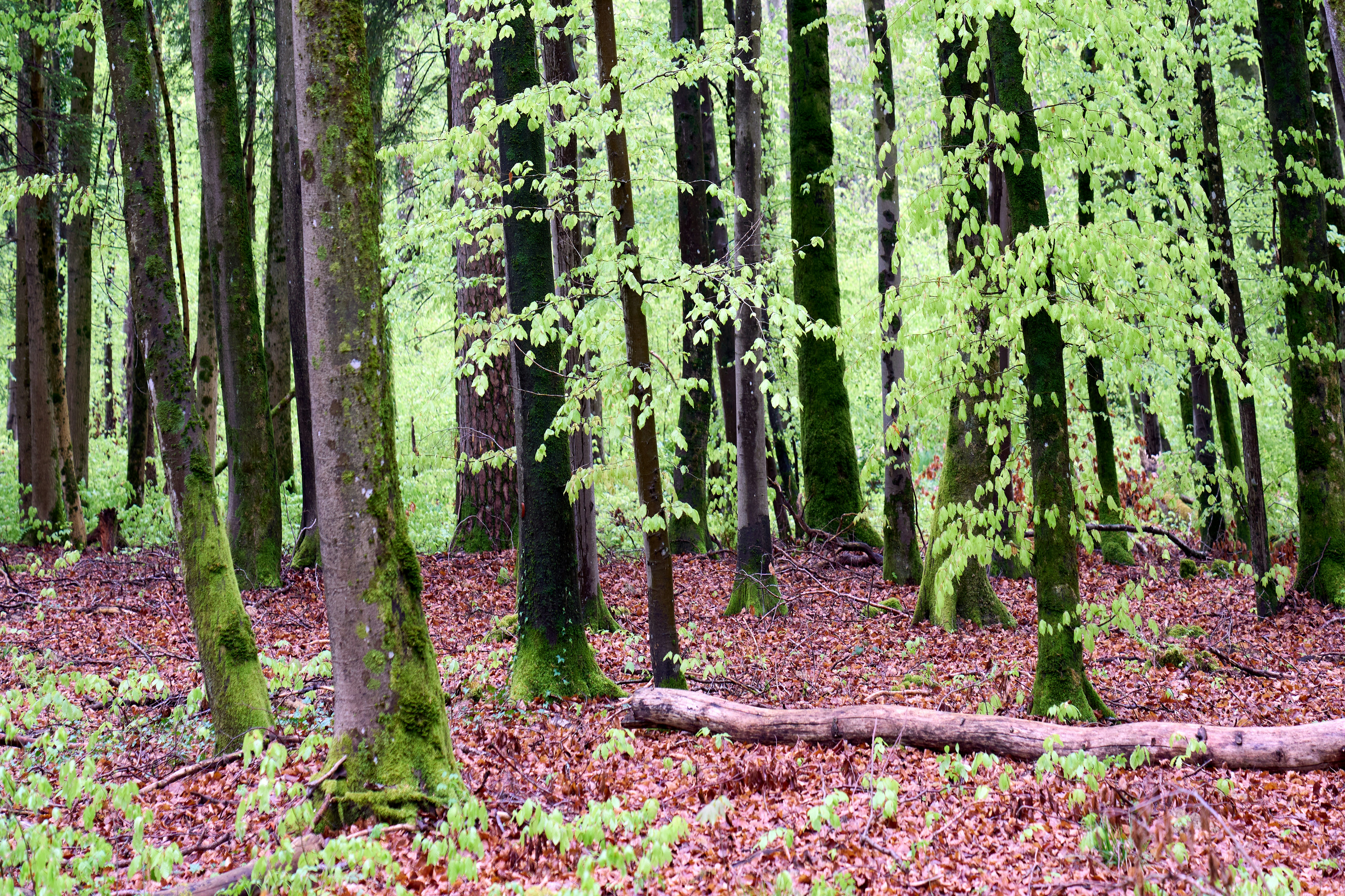 Photo by wolfgang_hasselmann