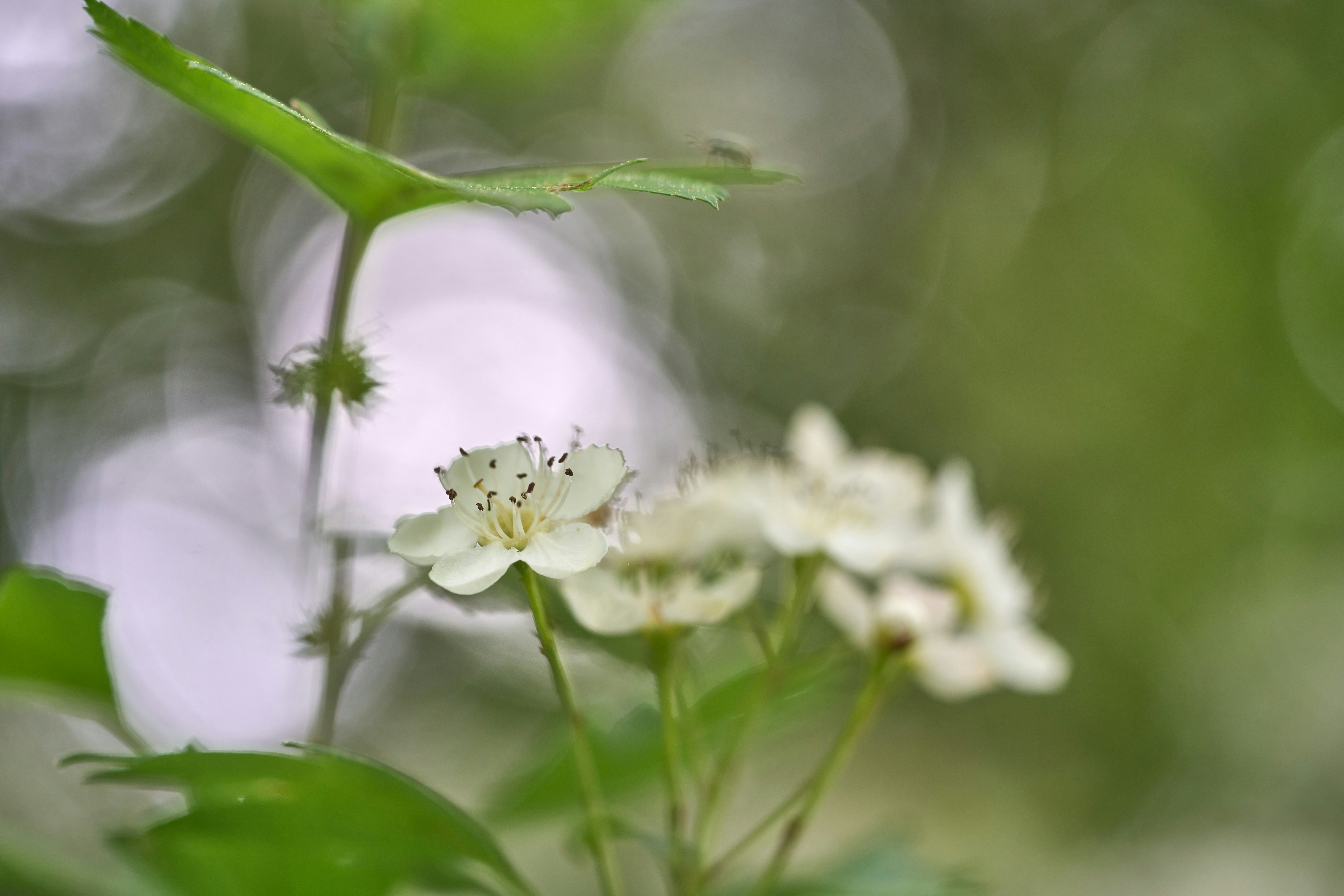 Photo by wolfgang_hasselmann