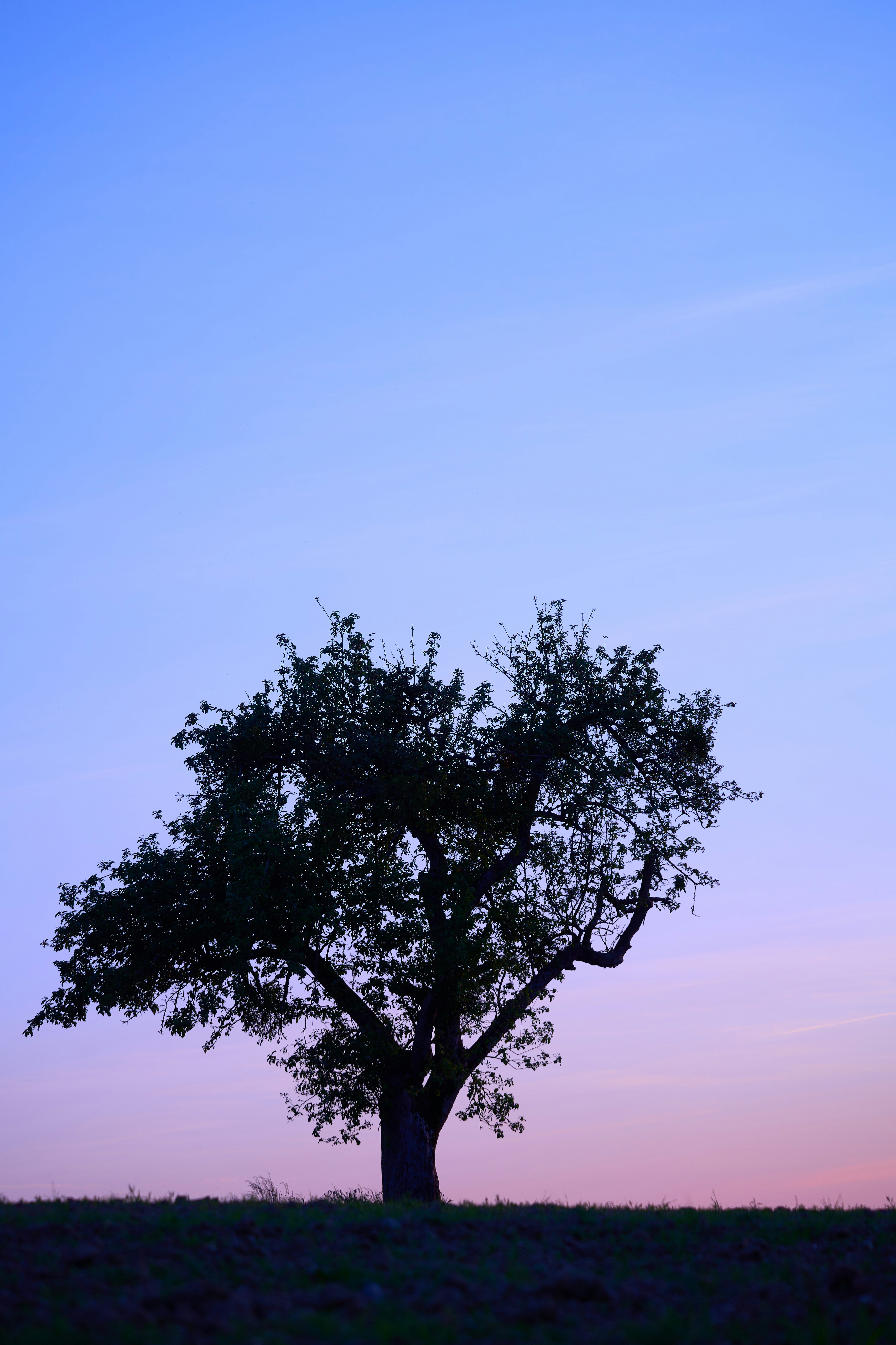 Photo by wolfgang_hasselmann