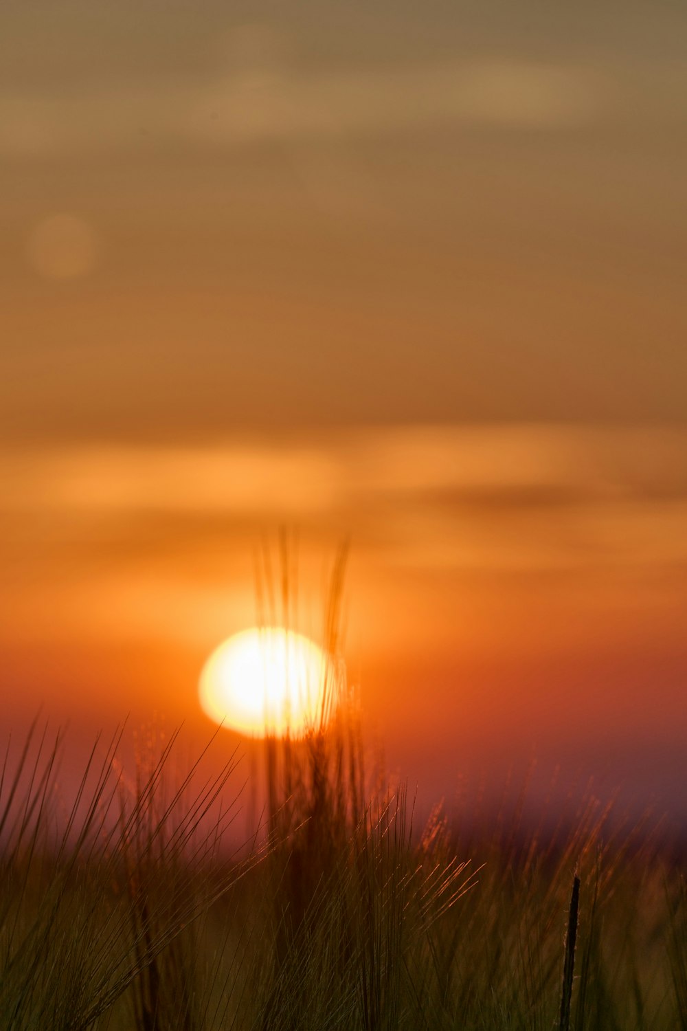 the sun is setting over a grassy field