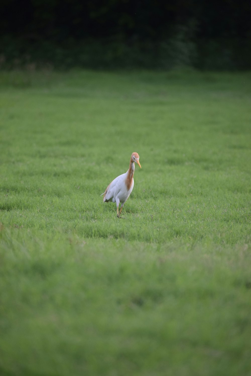 a large bird walking across a lush green field