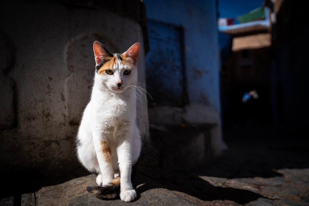 a white and orange cat sitting on top of a rock