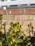 Close-up of freshly pruned green shrubs under bright sunlight.