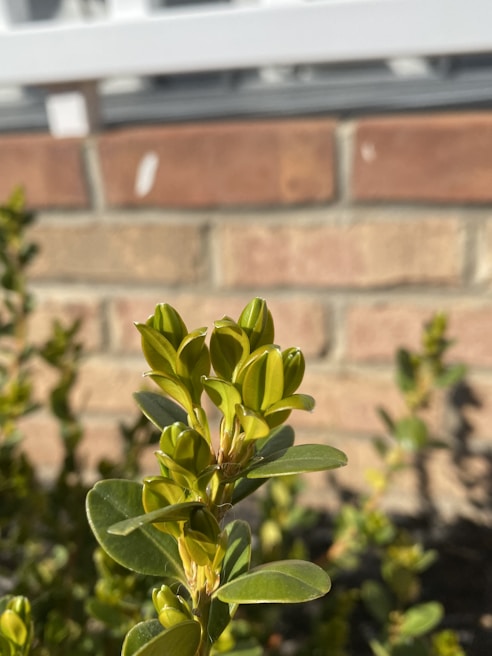 Close-up of neatly pruned shrubs with vibrant green leaves under bright sunlight