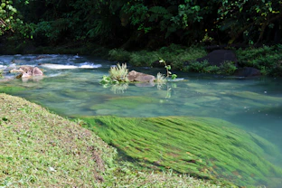 a body of water surrounded by lush green vegetation
