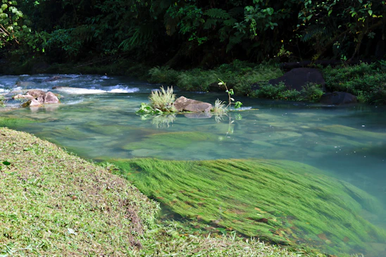 a body of water surrounded by lush green vegetation