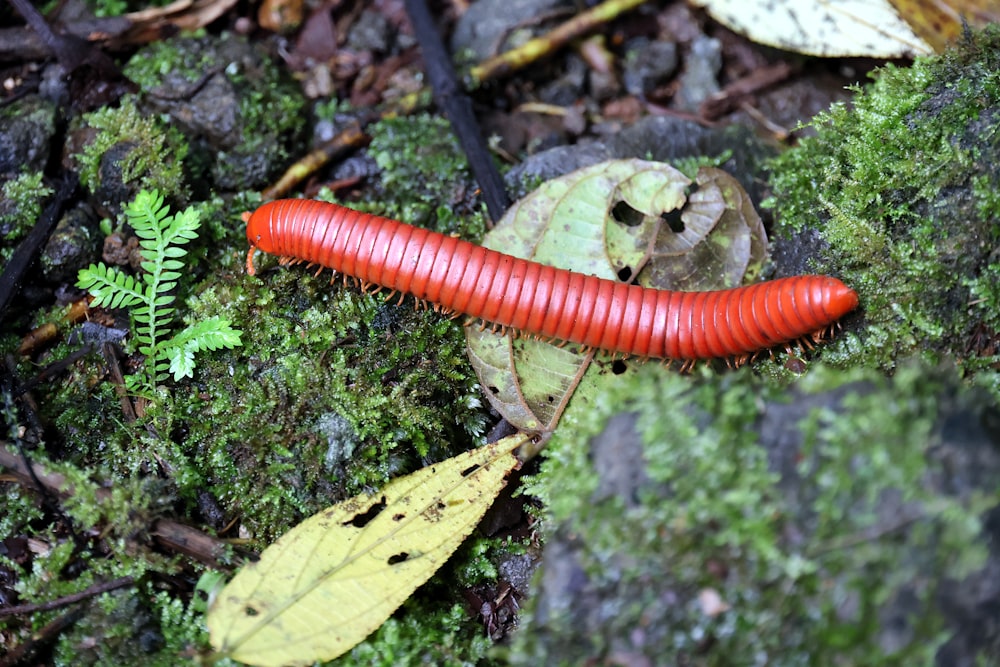 a red caterpillar crawling on a mossy surface