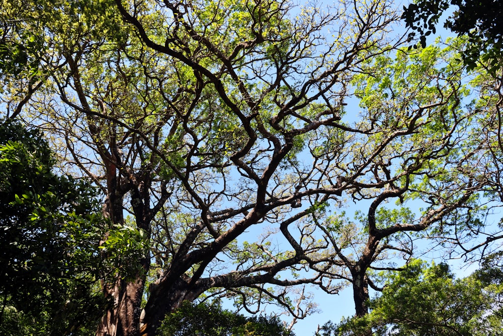 Un grande albero senza foglie nel mezzo di una foresta