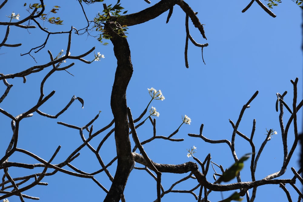 a tree branch with white flowers against a blue sky