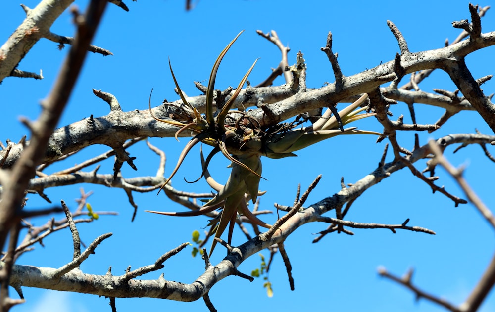 a close up of a tree with no leaves