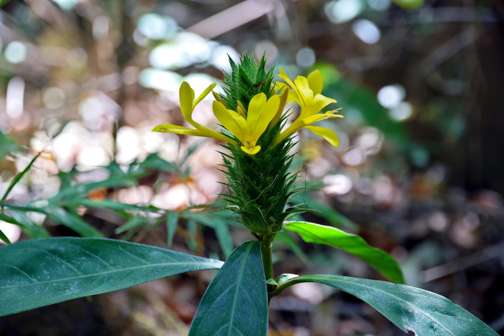 a close up of a yellow flower on a plant