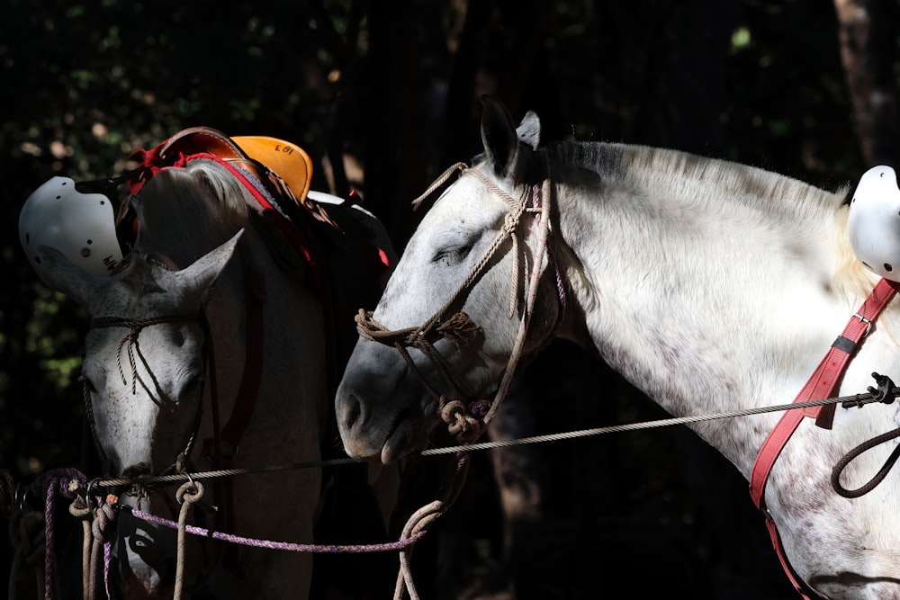 um cavalo branco de pé ao lado de outro cavalo branco