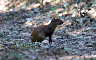 a small animal standing in the middle of a forest