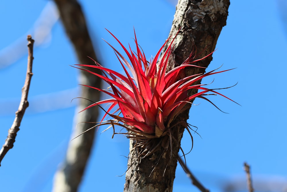 a red flower on a tree branch against a blue sky