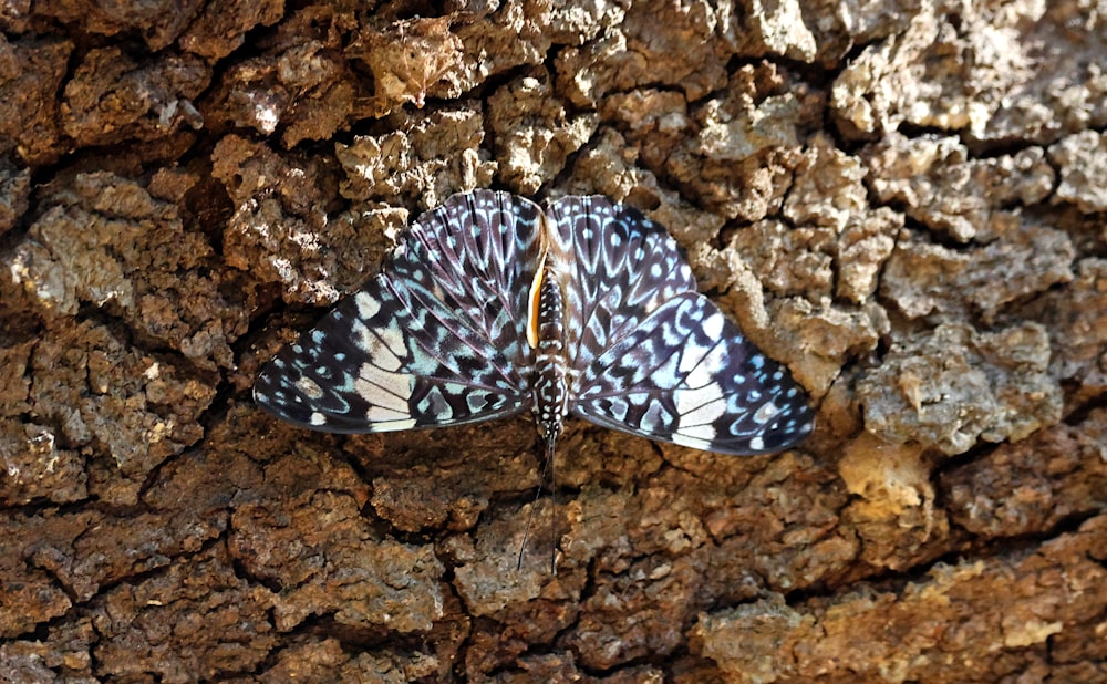 a blue and white butterfly sitting on top of a tree