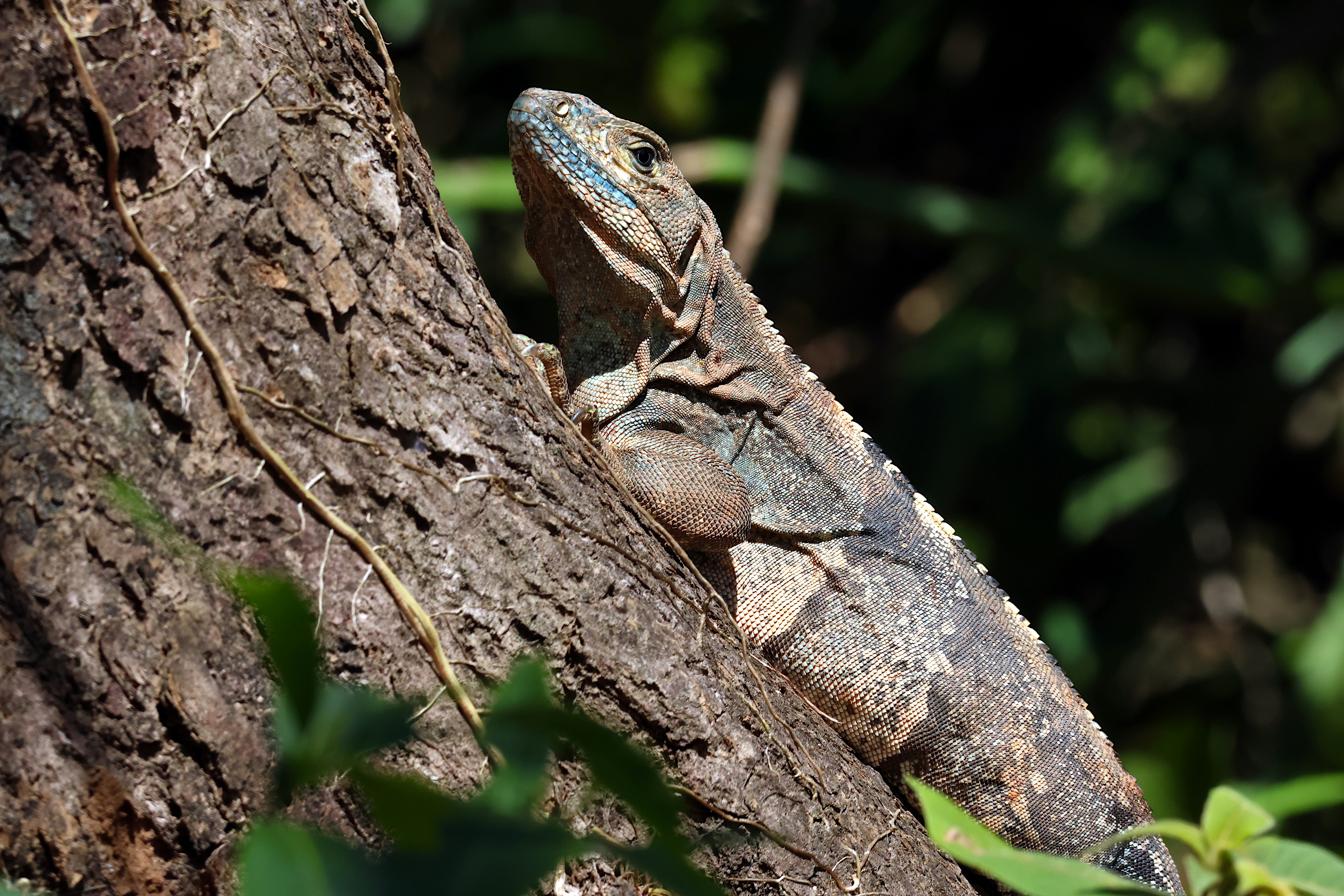 Exotic Reptiles & Scorpions