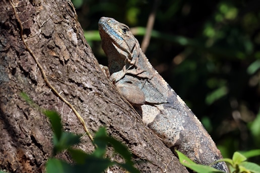 A large reptile clings to the rough, textured bark of a tree in bright sunlight. Its skin displays a blend of earthy tones with hints of blue, blending well with the natural surroundings. The background is a blur of green foliage, indicating a forest habitat.