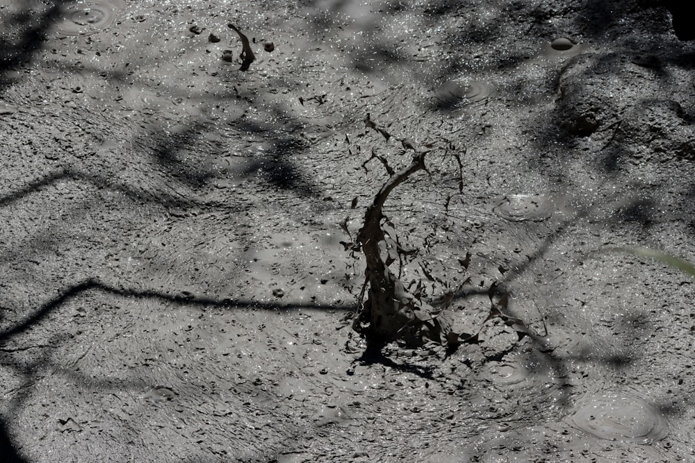 a black and white photo of dirt and trees