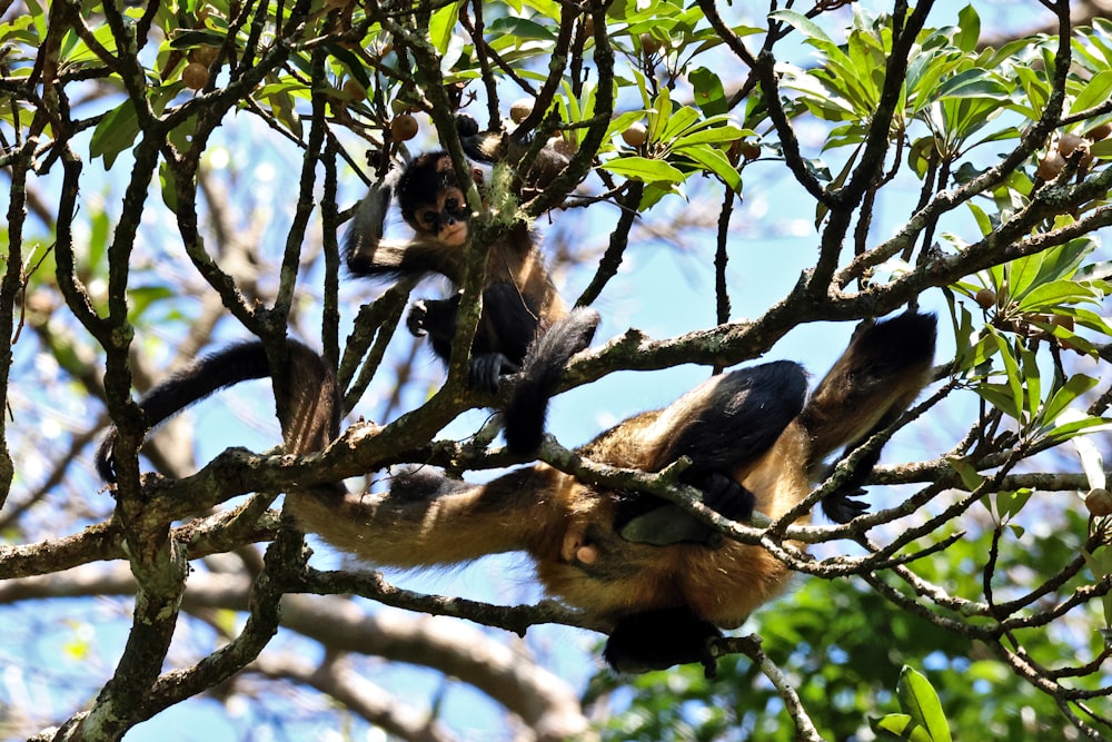 a group of monkeys hanging in a tree