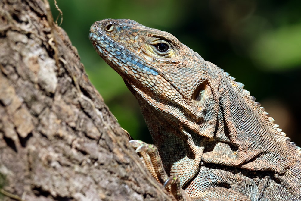 a close up of a lizard on a tree