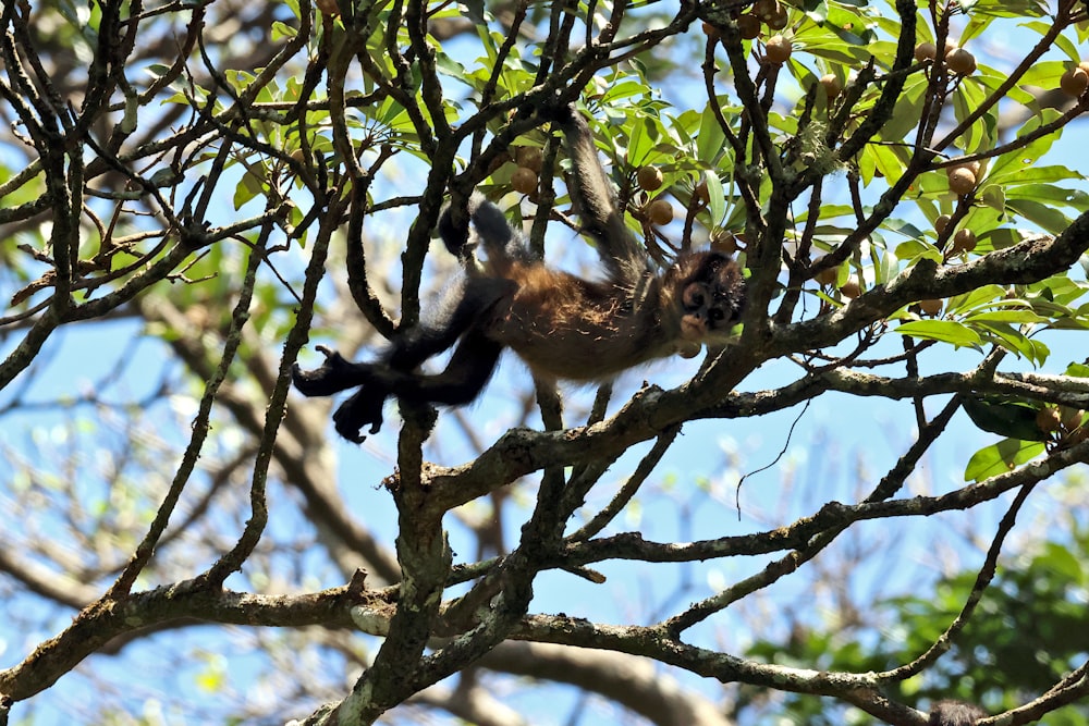 a monkey is hanging from a tree branch