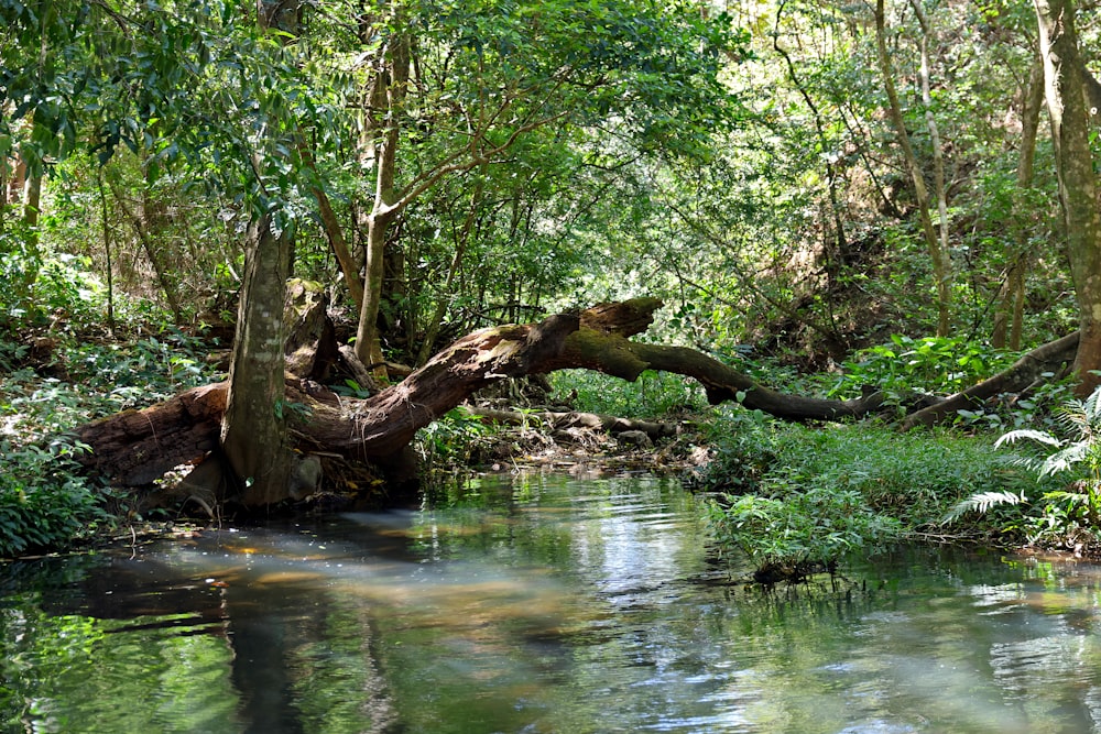 Un fiume che attraversa una lussureggiante foresta verde