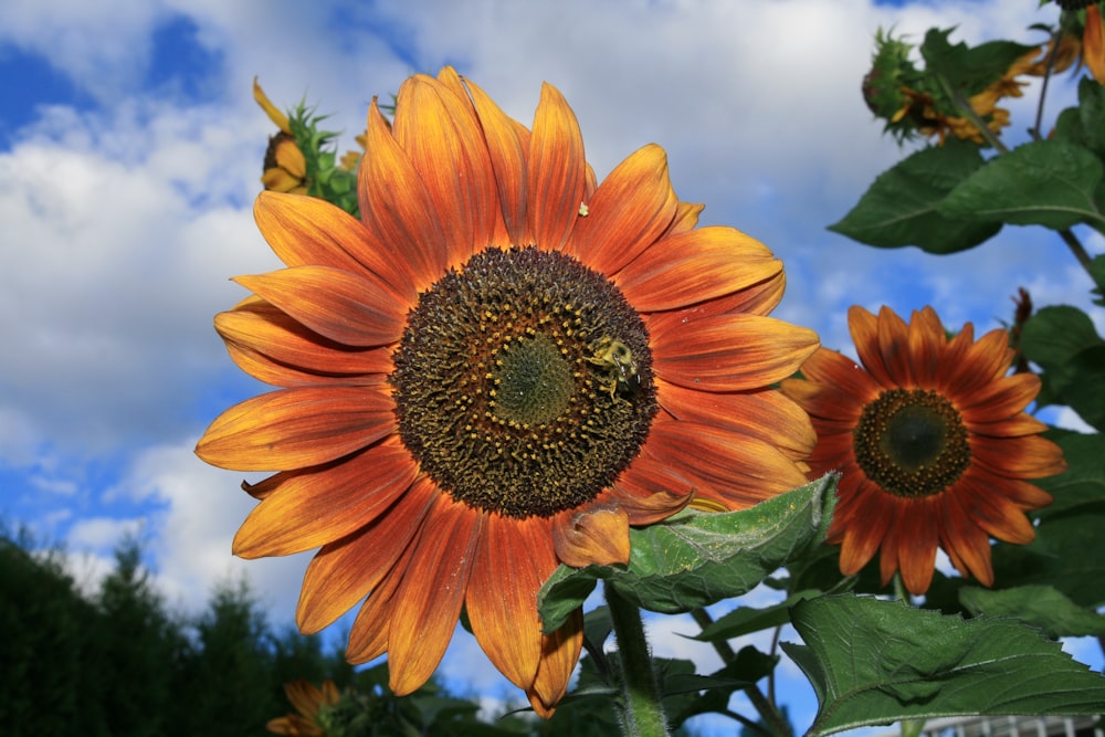 a large sunflower with a bee on it