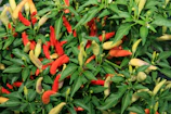 a bush with red and yellow peppers growing on it