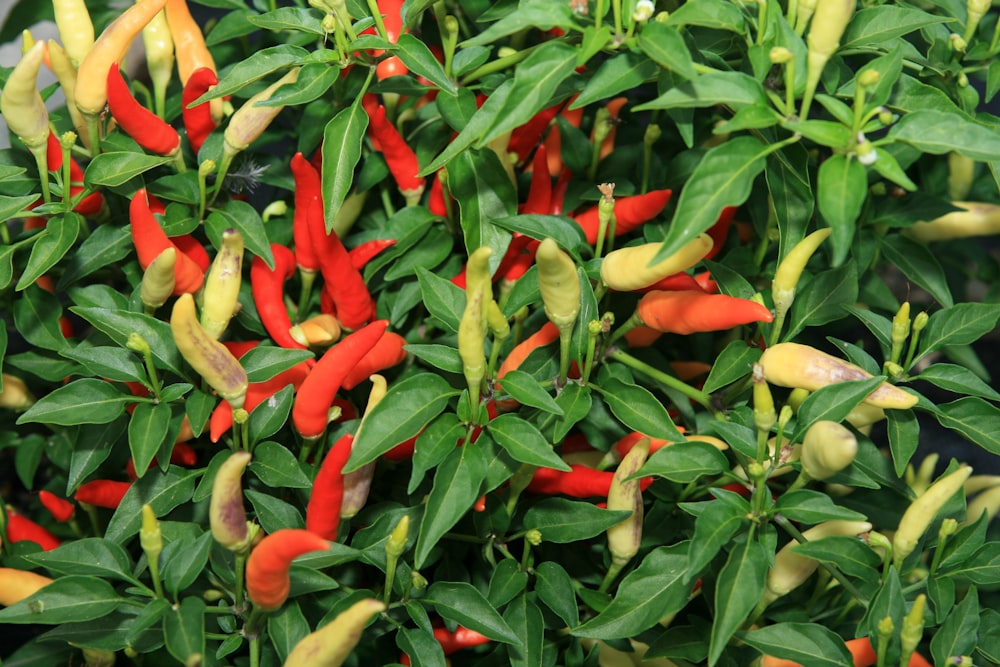 a bush with red and yellow peppers growing on it