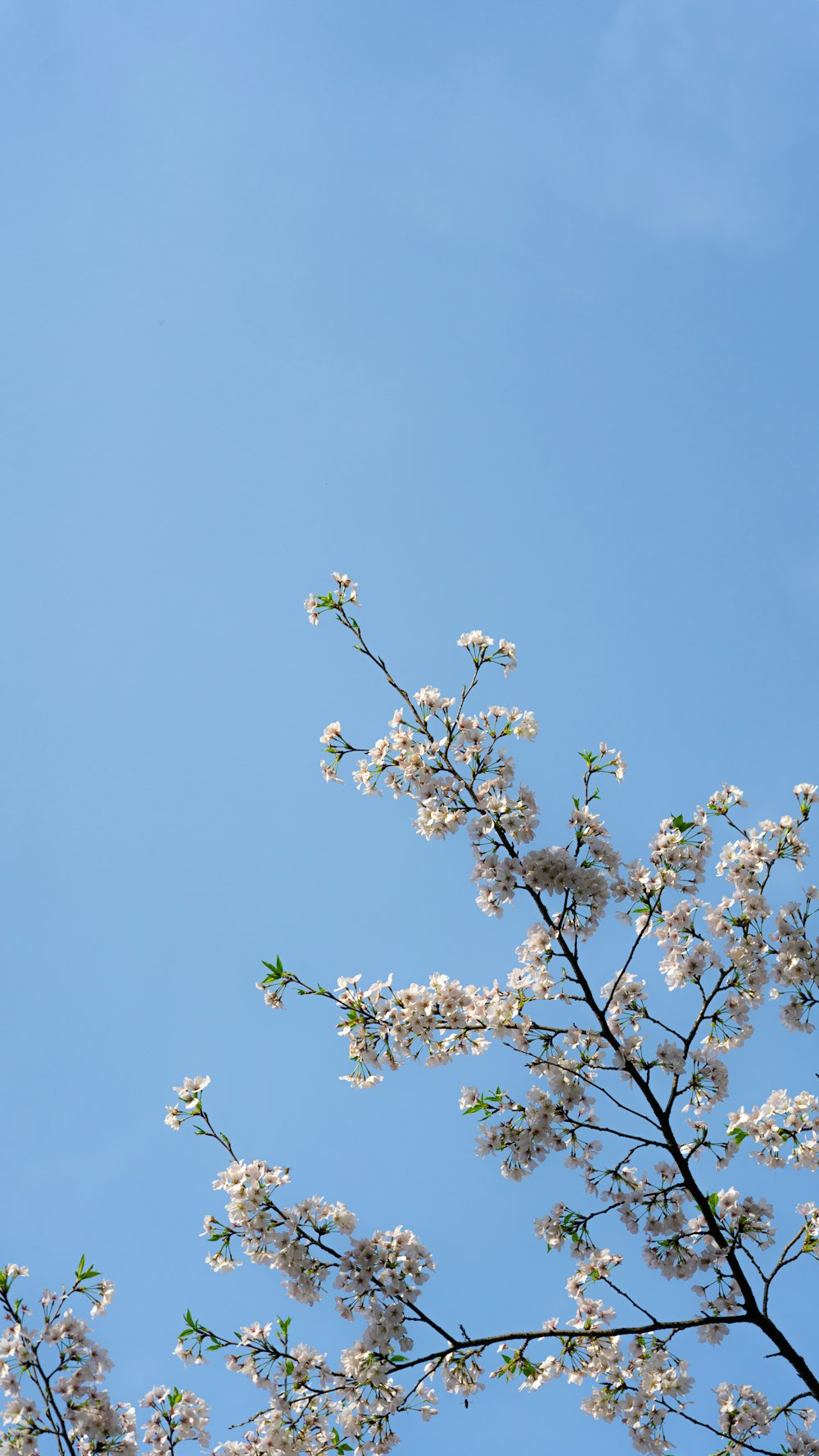 a tree branch with white flowers against a blue sky