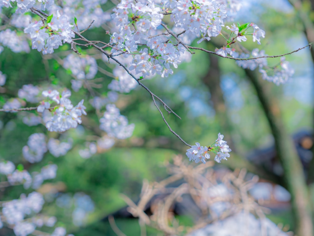 a close up of a tree with white flowers