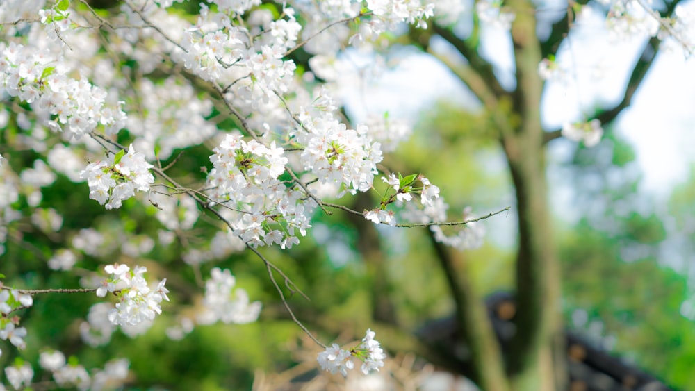 a close up of a tree with white flowers