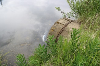 a body of water surrounded by grass and weeds