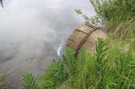 a body of water surrounded by grass and weeds