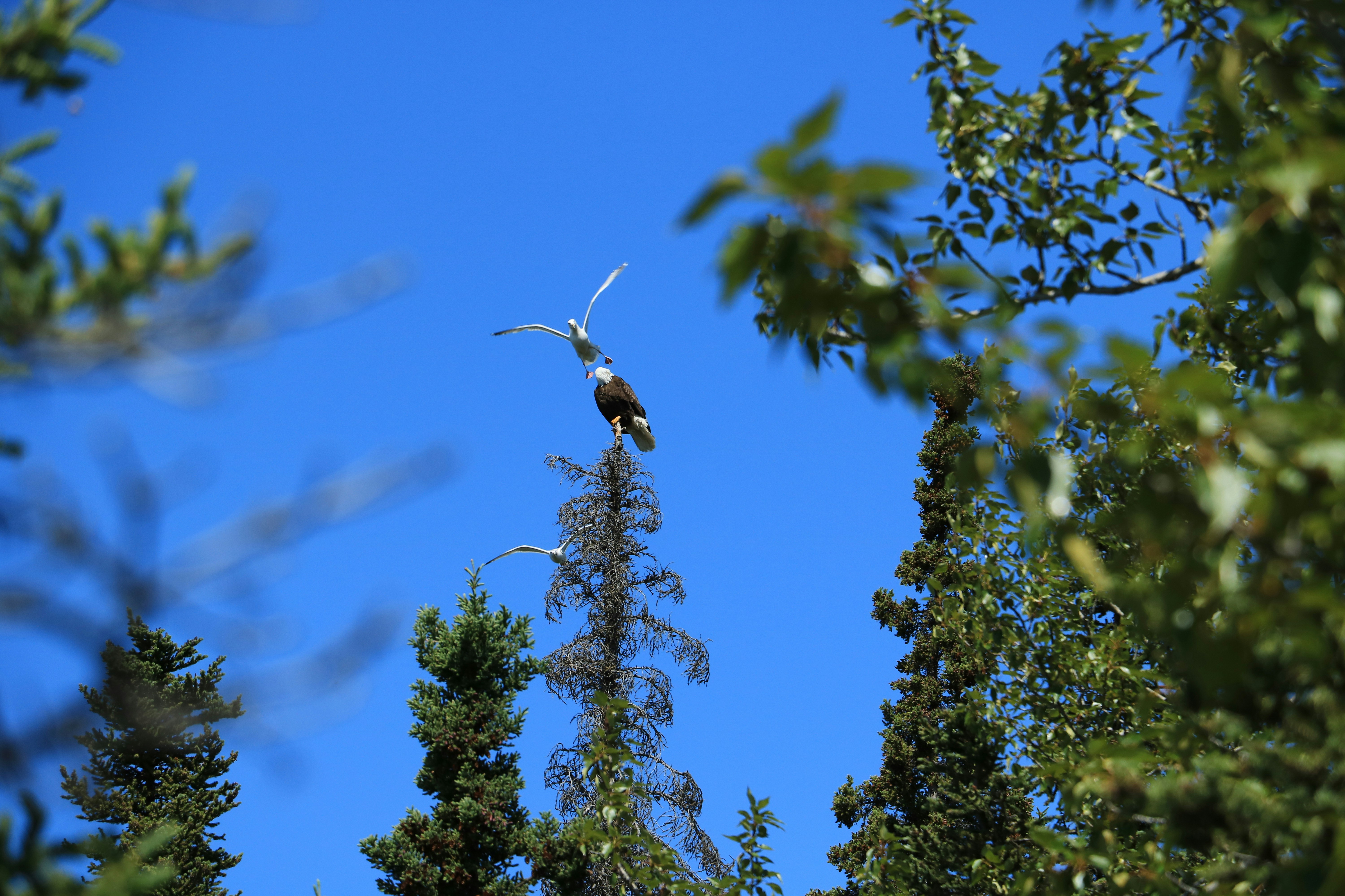 a bird that is sitting on top of a tree