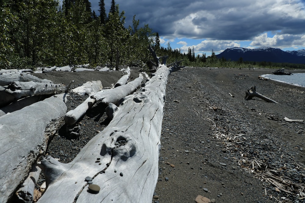 a large log laying on top of a sandy beach