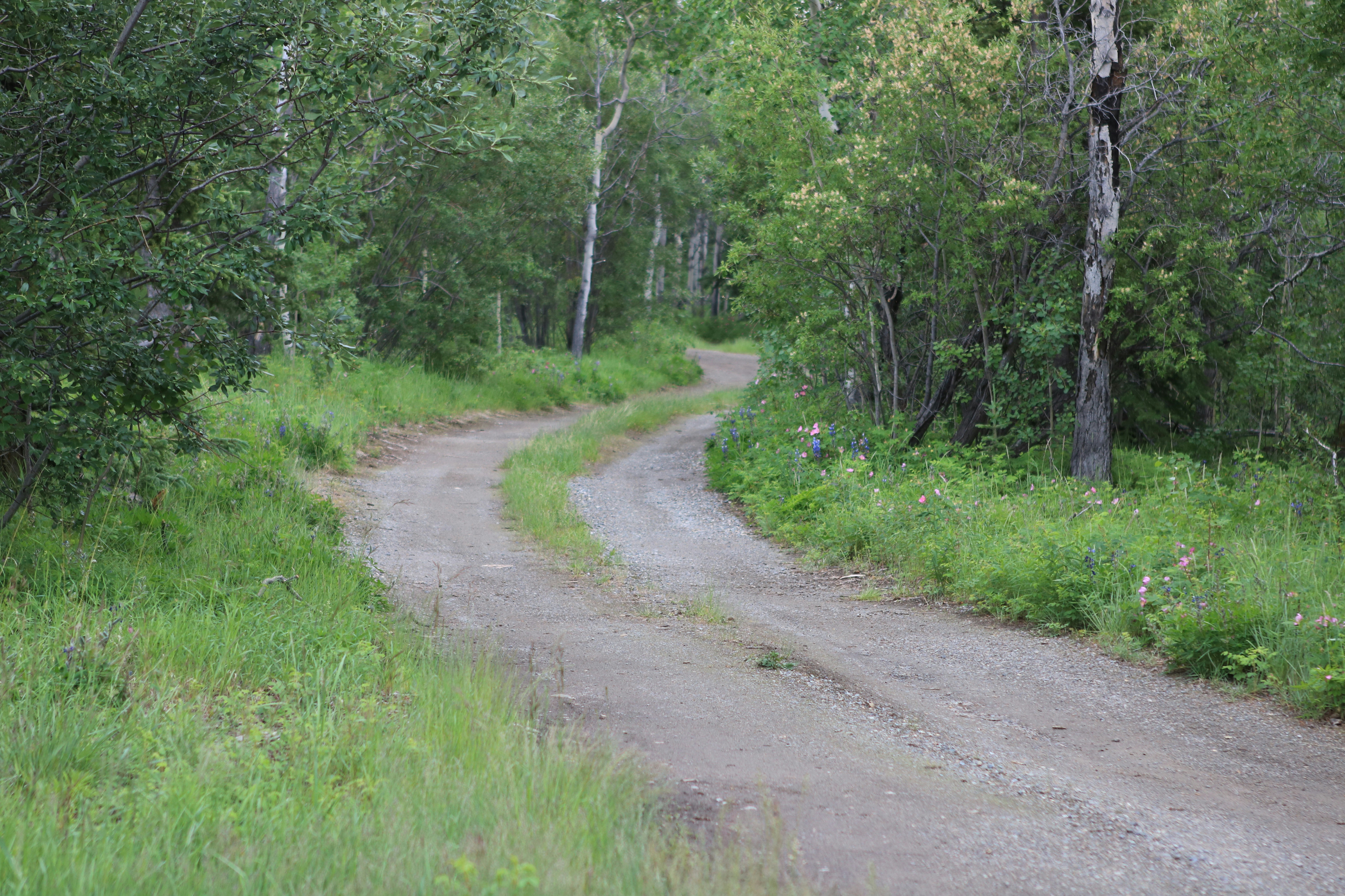 a bear walking down a dirt road in the woods