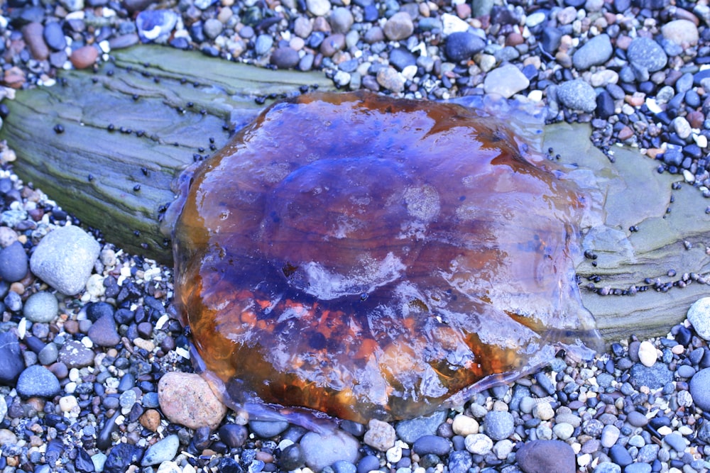 a jellyfish is sitting on a rock covered beach