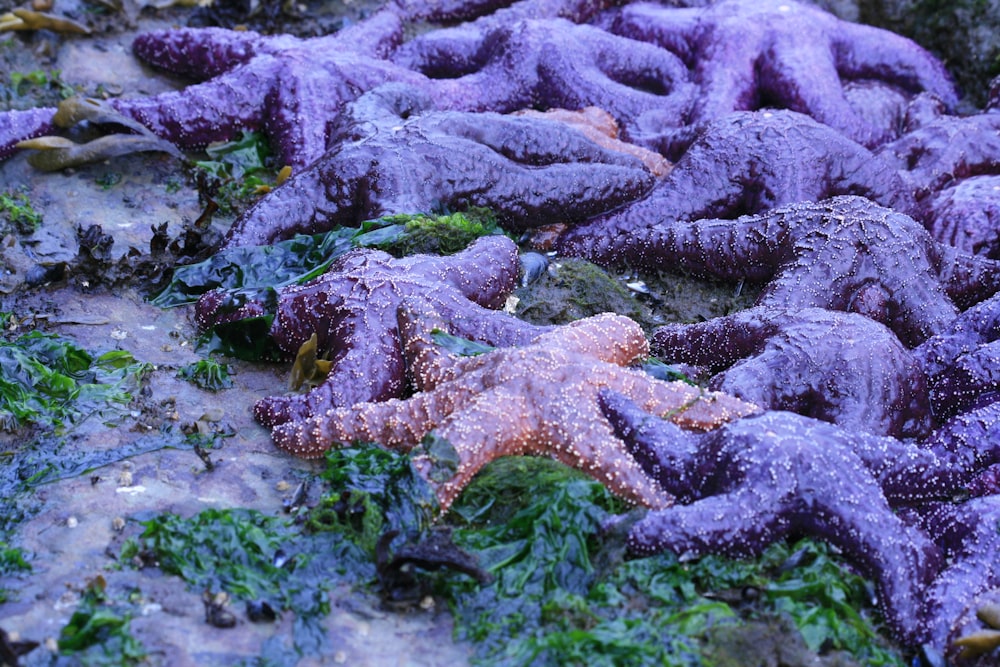 a pile of purple starfish laying on top of a lush green field